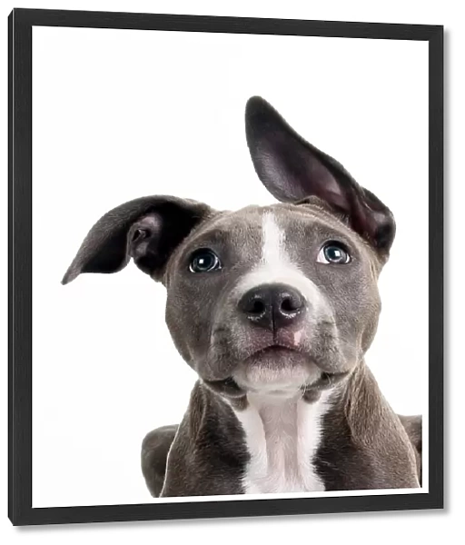 Headshot of a staffordshire bull terrier puppy looking at the camera