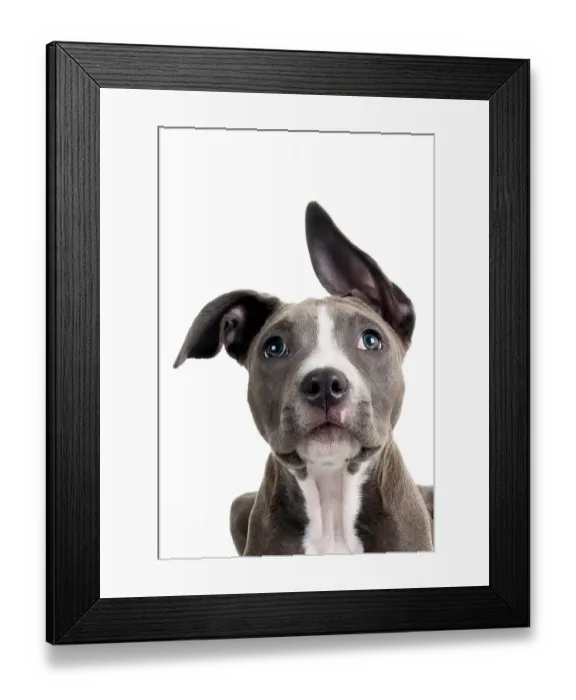 Framed Print : Headshot of a staffordshire bull terrier puppy looking at the camera