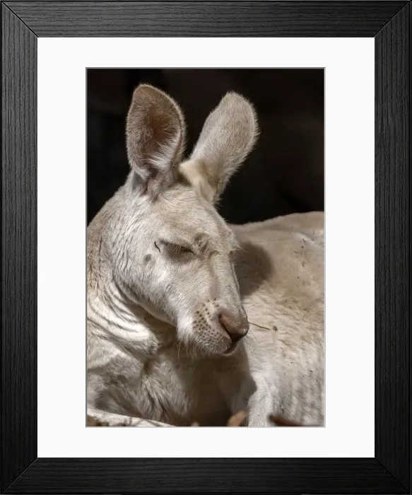Framed Print : Western Grey Kangaroo