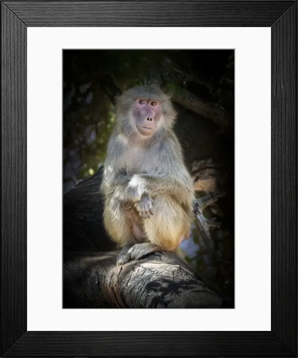 Framed Print : Portrait of a Hamadryas Baboon looking at the camera - Papio hamadryas Framed Print : Portrait of a Hamadryas Baboon looking at the camera - Papio hamadryas