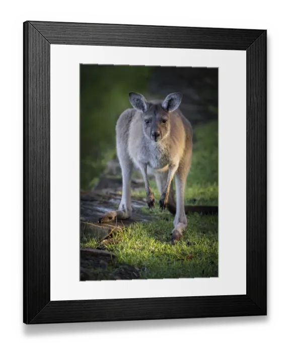 Framed Print : Western Grey Kangaroo Framed Print : Western Grey Kangaroo