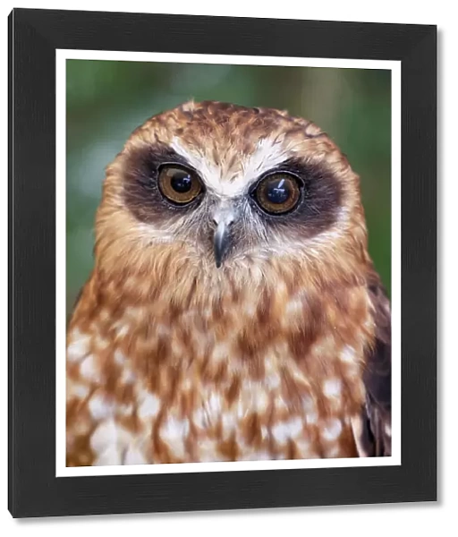 Portrait of a Southern Boobook Owl - Australia