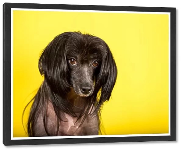 Black Chinese Crested Dog looking at the camera on a yellow backdrop