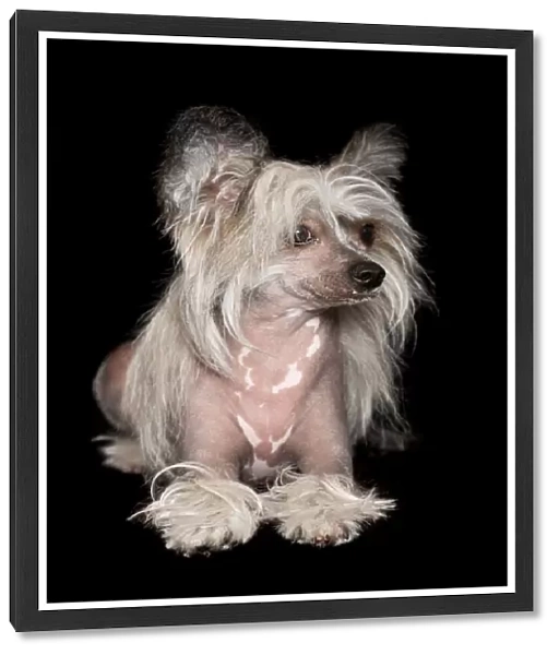 Sable and White Chinese Crested Dog looking away from the camera on a black backdrop
