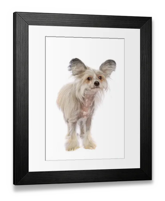 Framed Print : Sable and White Chinese Crested Dog looking at the camera on a white backdrop Framed Print : Sable and White Chinese Crested Dog looking at the camera on a white backdrop