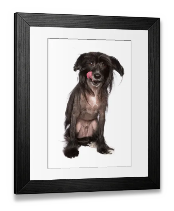 Framed Print : Black Chinese Crested Dog with its tongue sticking out on a white backdrop