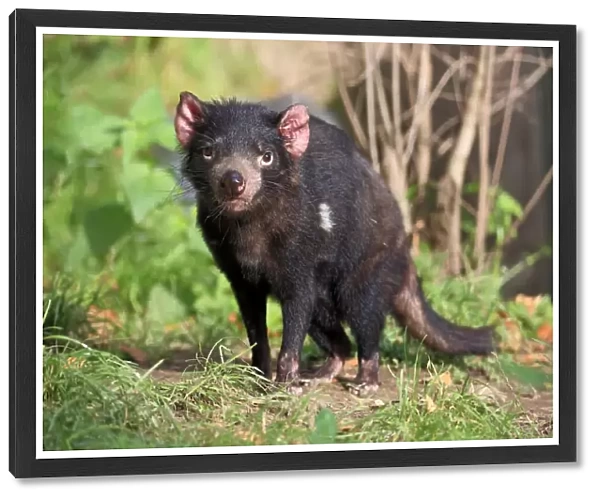 Tasmanian devil (Sarcophilus harrisii), Tasmanian devil, adult, alert, captive