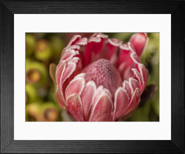 Framed Print : Close Up of a single pink Protea flower with gum nuts in the background