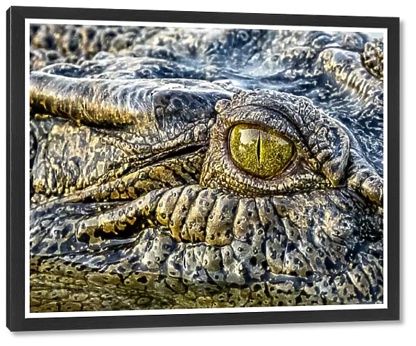 Salt Water Crocodile eye