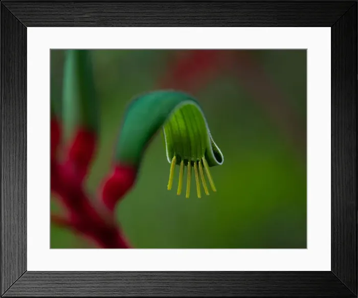 Framed Print : Kangaroo Paw