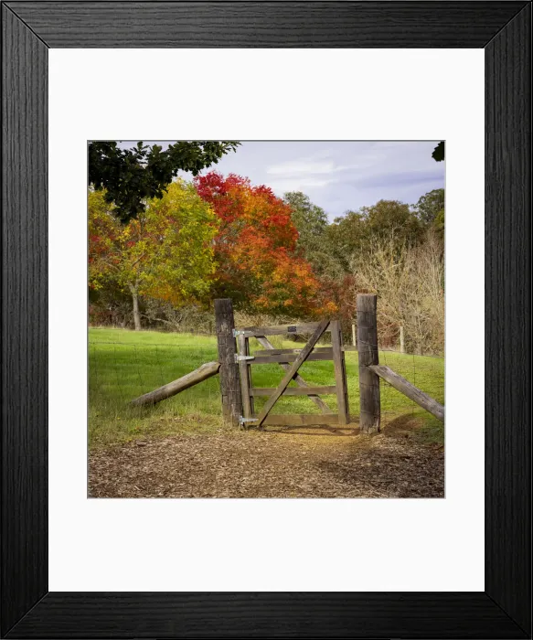 Framed Print : Autumn Leaf Colours - Western Australia Framed Print : Autumn Leaf Colours - Western Australia