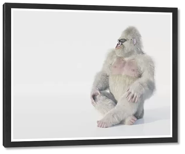Albino gorilla with sunglasses sitting