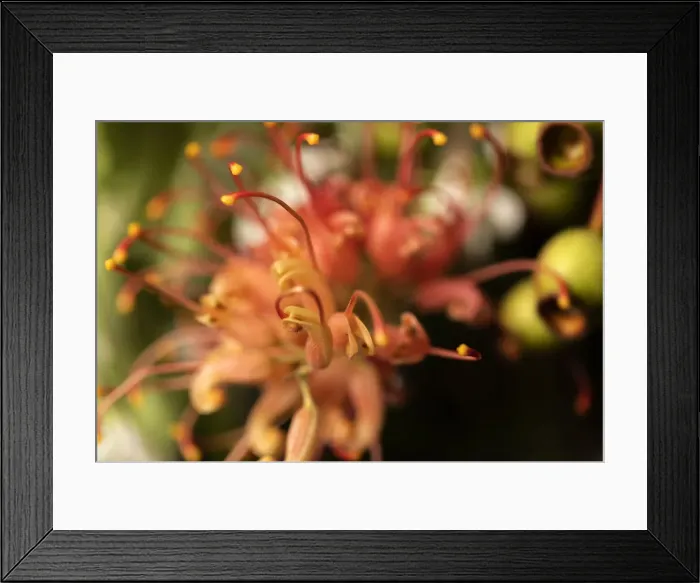 Framed Print : Close Up of a single orange and Yellow Grevillea flower Framed Print : Close Up of a single orange and Yellow Grevillea flower