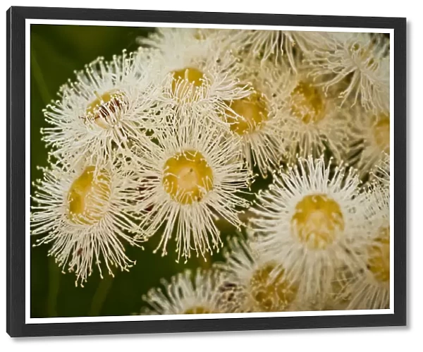 Lemon-scented gum tree flowers