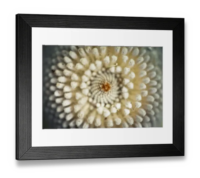 Framed Print : Close-up of a banksia flower Framed Print : Close-up of a banksia flower