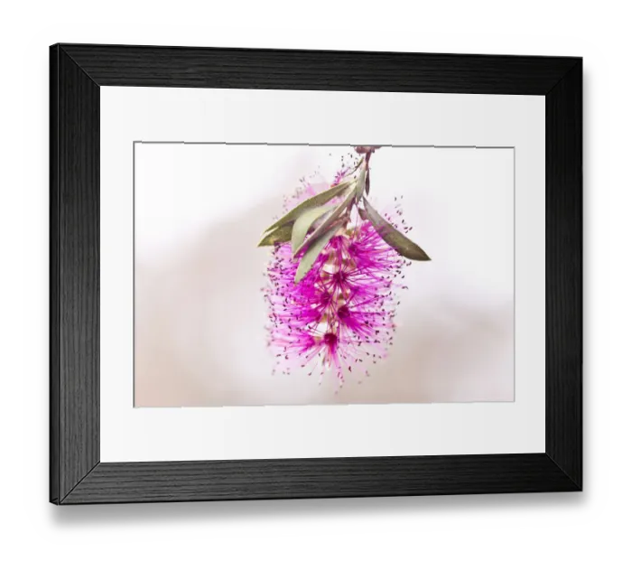 Framed Print : Pink bottlebrush Framed Print : Pink bottlebrush