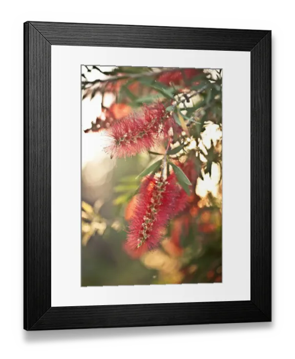 Framed Print : Bottlebrush flowers Framed Print : Bottlebrush flowers