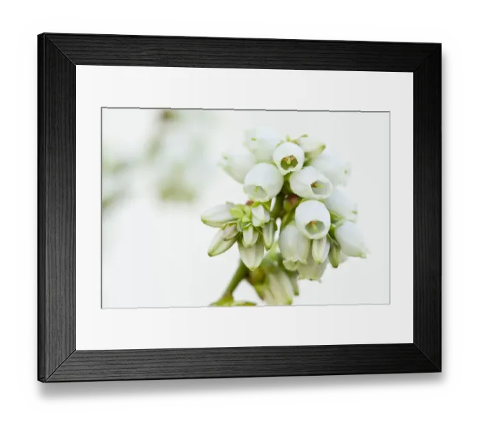 Framed Print : Close-up of blueberry flowers Framed Print : Close-up of blueberry flowers