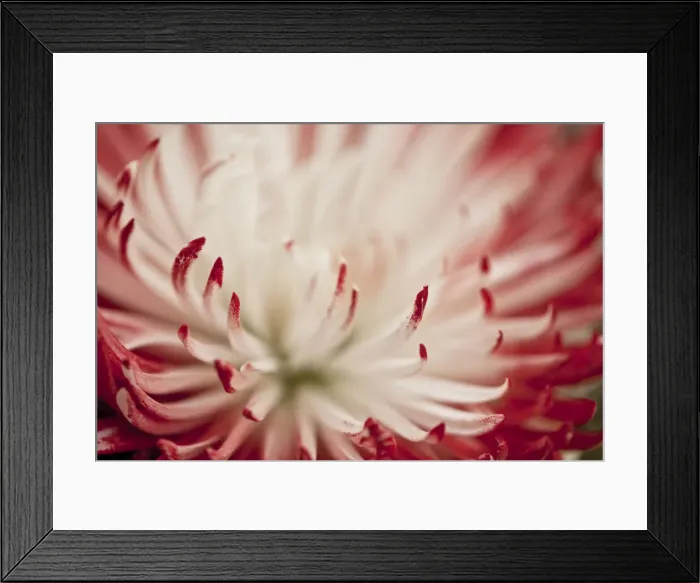 Framed Print : Chrysanthemum flower Framed Print : Chrysanthemum flower