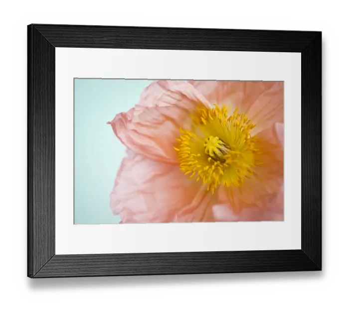 Framed Print : Poppy flower Framed Print : Poppy flower