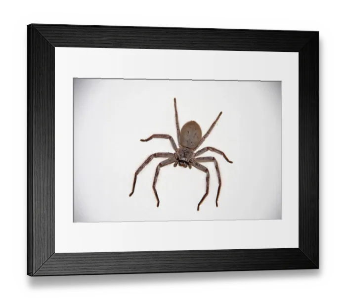 Framed Print : Quirky Moments Framed Print : Quirky Moments