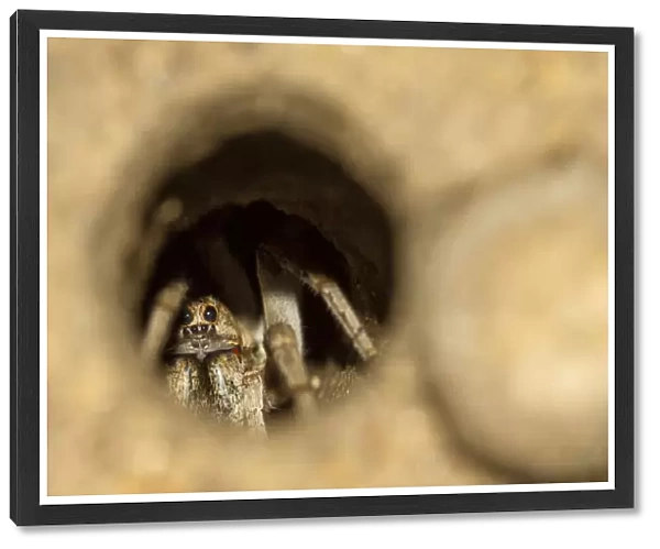 Trapdoor spider hiding in its burrow