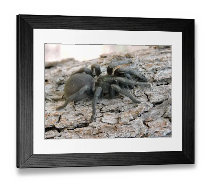 Framed Print : Funnel Web Spider Framed Print : Funnel Web Spider