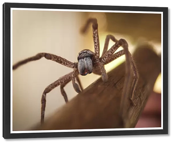 Huntsman spider in outback Australia