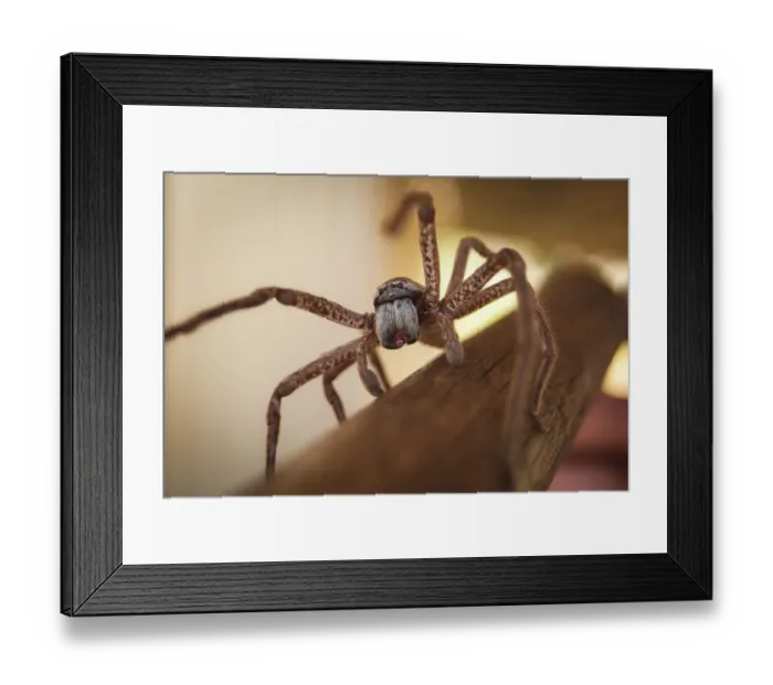Framed Print : Huntsman spider in outback Australia