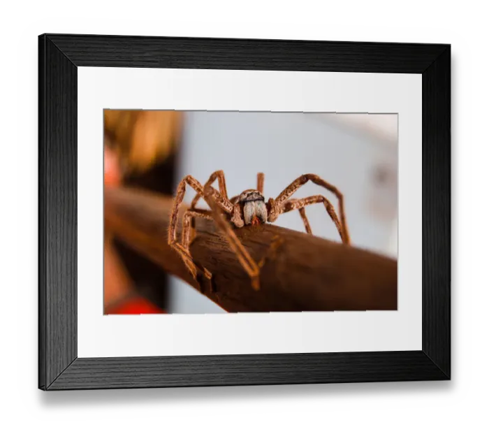 Framed Print : Huntsman spider