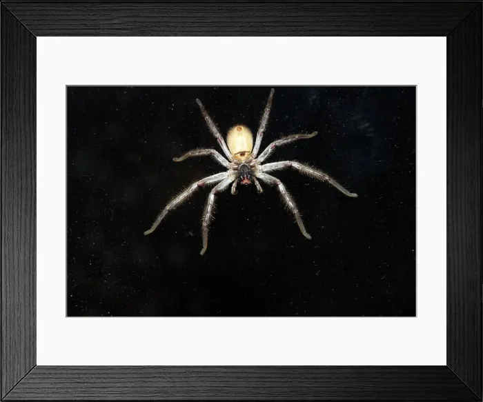 Framed Print : Quirky Moments Framed Print : Quirky Moments