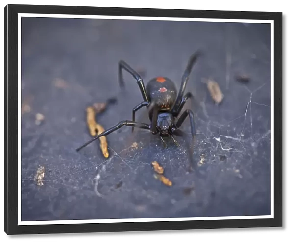 Australian Redback Spider