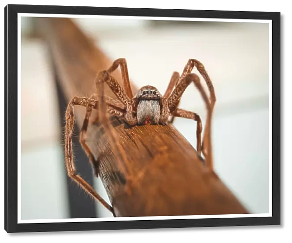 Kimberley huntsman spider