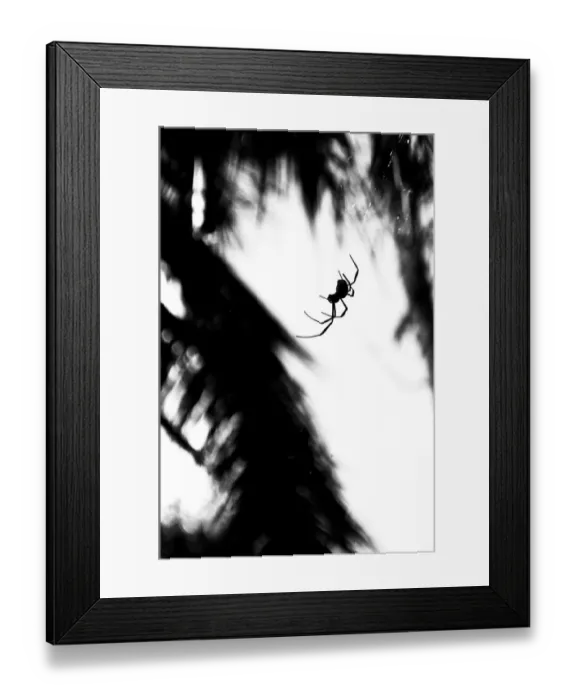 Framed Print : Spider silhouette Framed Print : Spider silhouette