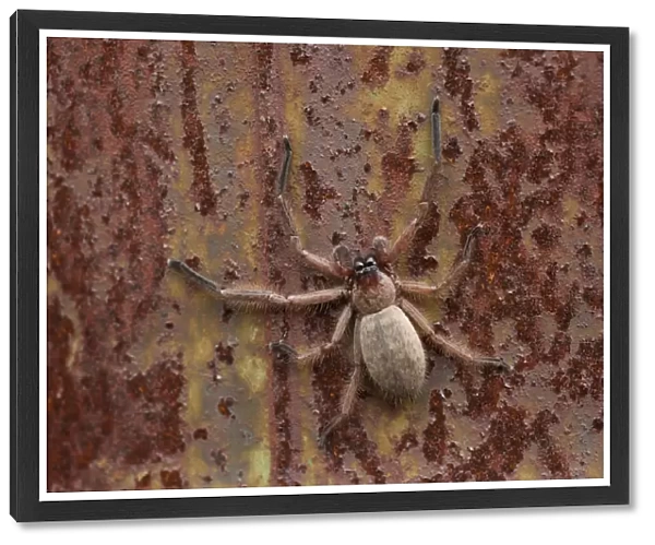 An orb spider on a rusty surface
