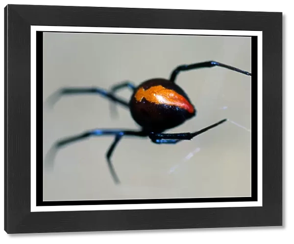 Red Back Spider Macro
