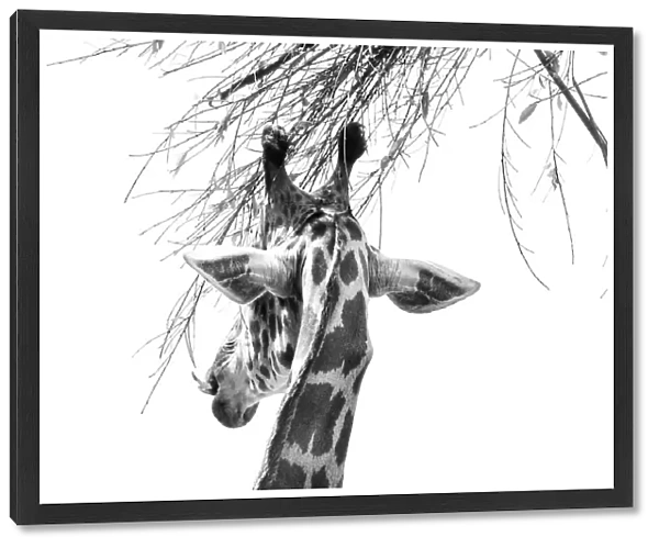 Giraffe Snacking on leaves