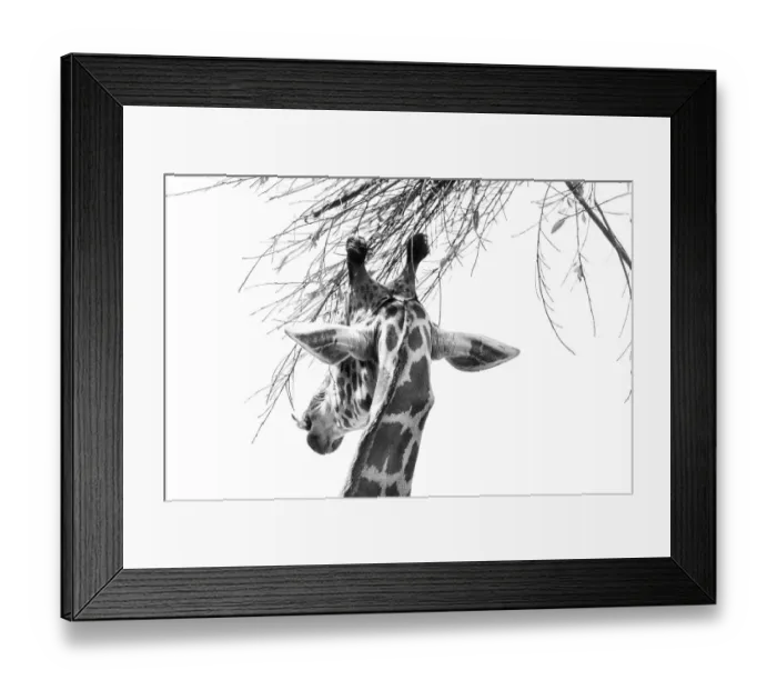 Framed Print : Giraffe Snacking on leaves Framed Print : Giraffe Snacking on leaves