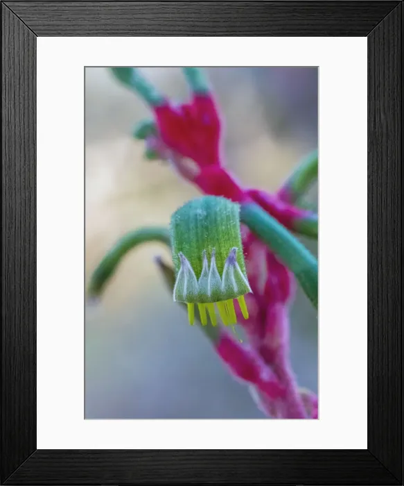 Framed Print : Kangaroo Paw Flower, Western Australia Framed Print : Kangaroo Paw Flower, Western Australia