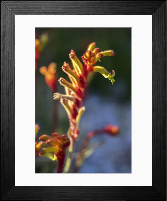 Framed Print : Kangaroo Paw Flower, Western Australia Framed Print : Kangaroo Paw Flower, Western Australia