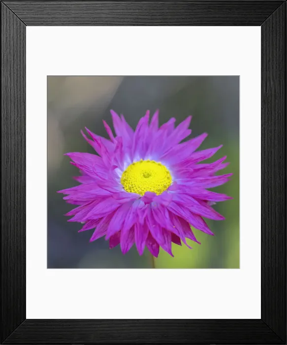 Framed Print : Native everlasting daisies or Paper daisies - Perth Western Australia Framed Print : Native everlasting daisies or Paper daisies - Perth Western Australia