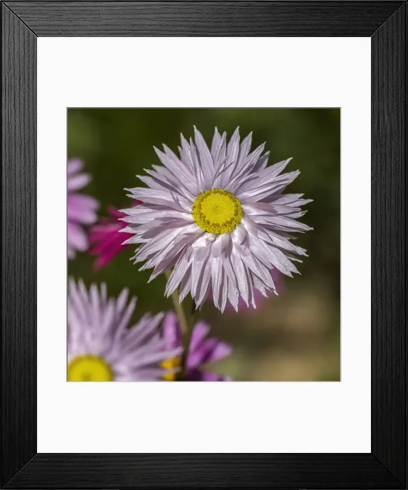 Framed Print : Native everlasting daisies or Paper daisies - Perth Western Australia Framed Print : Native everlasting daisies or Paper daisies - Perth Western Australia