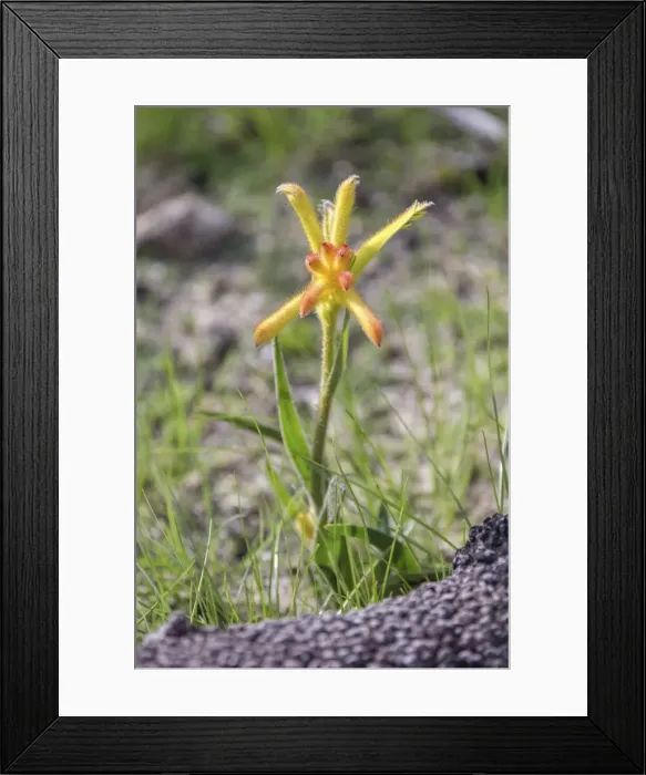 Framed Print : Yellow Kangaroo Paw Flower, Western Australia Framed Print : Yellow Kangaroo Paw Flower, Western Australia