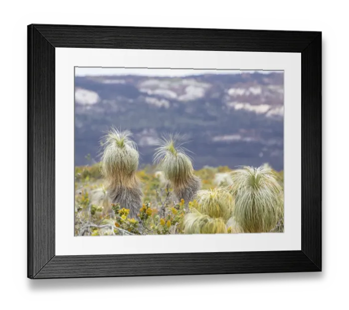 Framed Print : Kingia australis Framed Print : Kingia australis