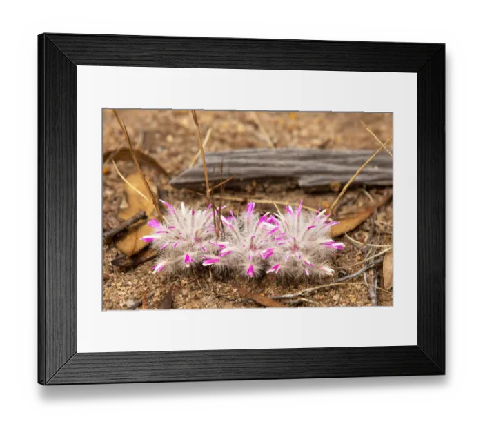 Framed Print : Narrowleaf Mulla Mulla