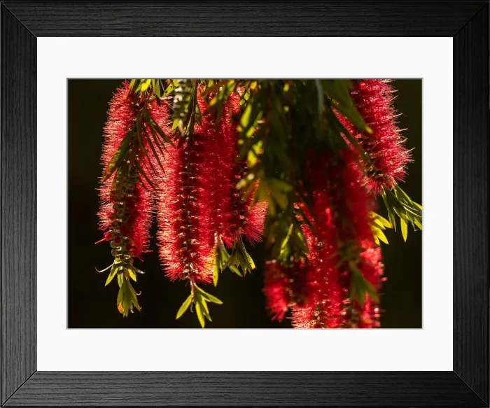 Framed Print : Backlit Bottlebrush flowers Framed Print : Backlit Bottlebrush flowers