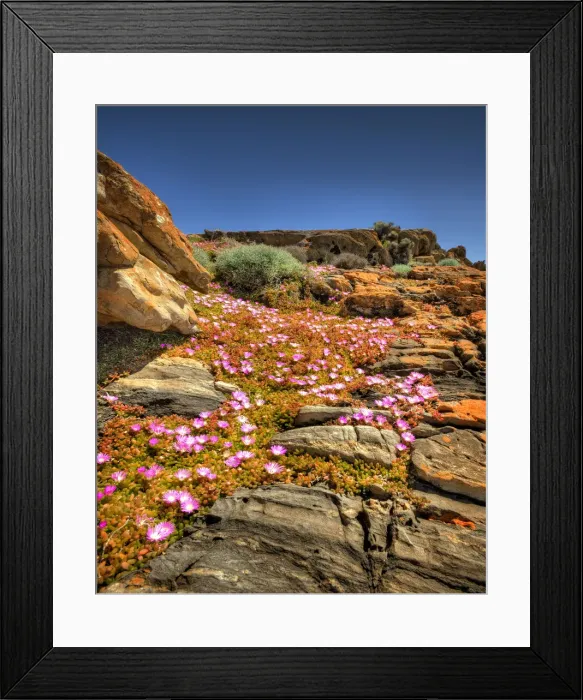 Framed Print : Cape Wickham in late springtime with wildflowers blooming, north coastline of King Island Framed Print : Cape Wickham in late springtime with wildflowers blooming, north coastline of King Island