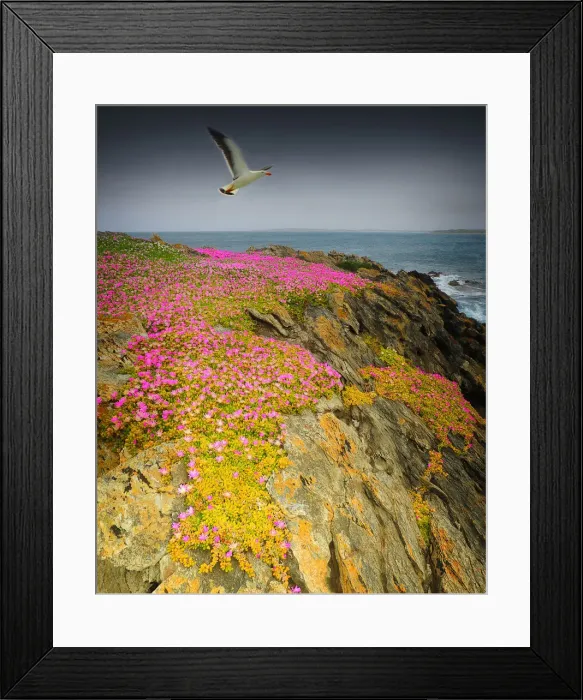 Framed Print : Wild-flowers in bloom during late spring on the southern west coast of King Island Framed Print : Wild-flowers in bloom during late spring on the southern west coast of King Island