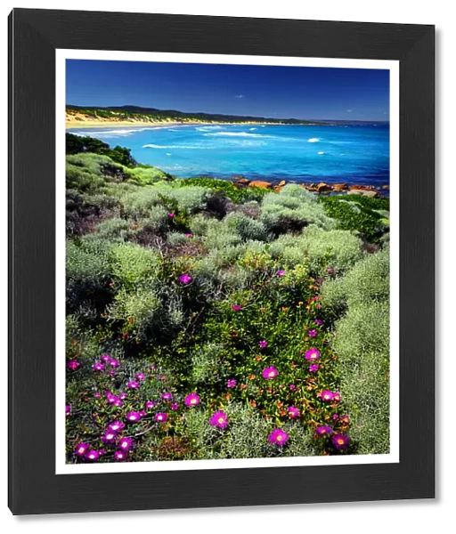 Wild-flowers in bloom during late spring British Admiral beach on King Island
