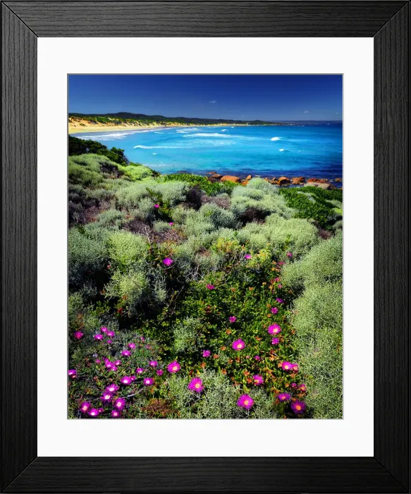 Framed Print : Wild-flowers in bloom during late spring British Admiral beach on King Island Framed Print : Wild-flowers in bloom during late spring British Admiral beach on King Island